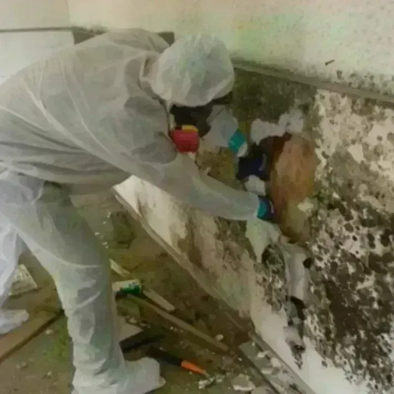 Mold Remediation and Removal in Winston, FL